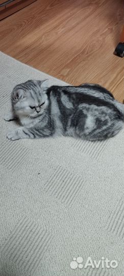 Котик британец