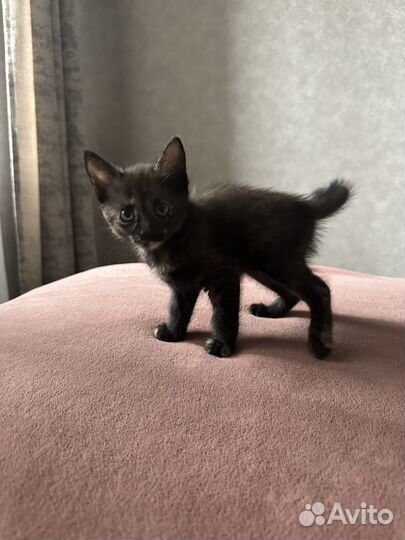 Отдам в добрые руки