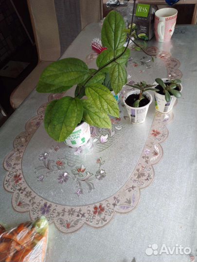 Толстянка,клеродентрум,каланхое,алое