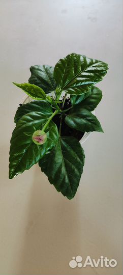 Гибискус китайский