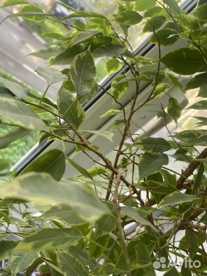 Фикус бенджамина пестролистный