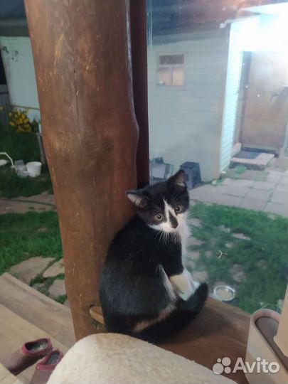 Кошки в добрые руки бесплатно