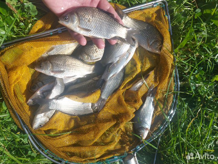 Бесплатно карась для Вашего пруда и рыбалки
