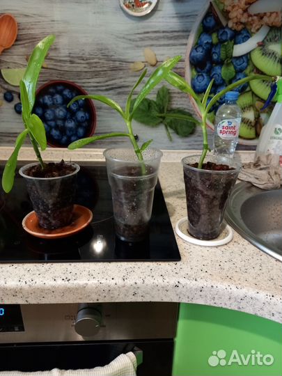 Орхидея дендробиум