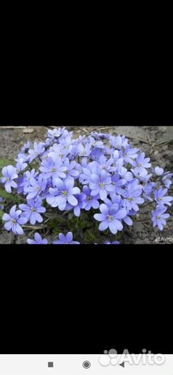 Первоцветы