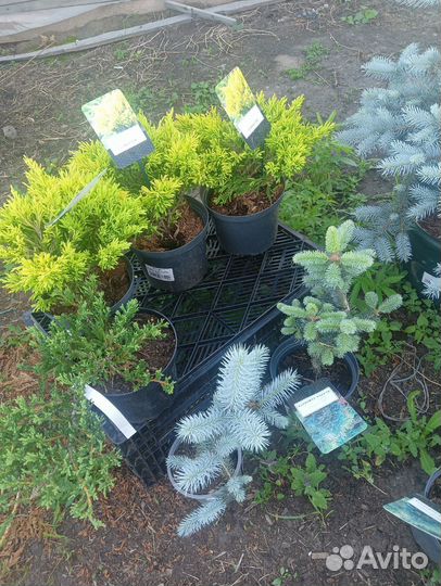 Питомник растений