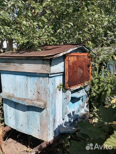 Ульи с пчелами