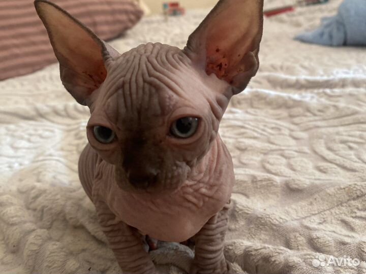 Канадский сфинкс