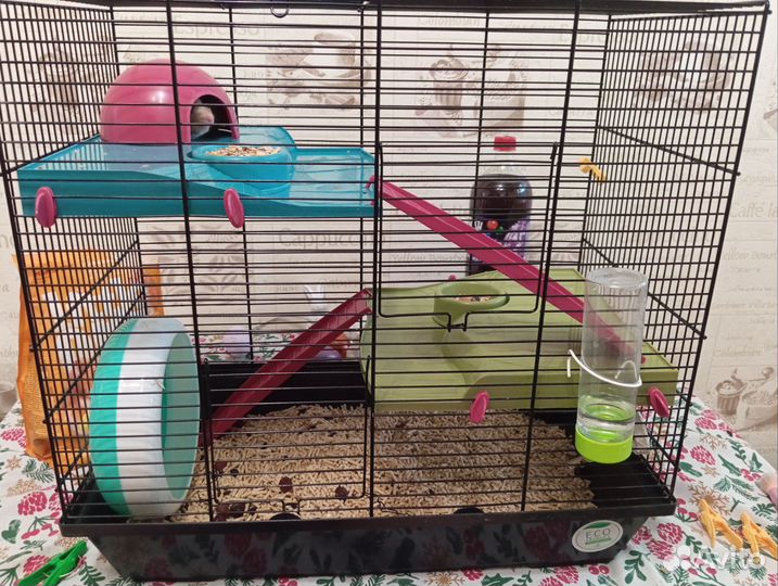 Сирийский хомяк