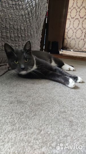 Котики ищут дом