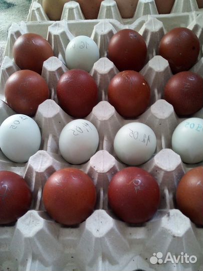 Инкубационное яйцо Марана, Амераукана, микс