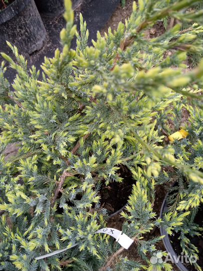 Можжевельник чешуйчатый 