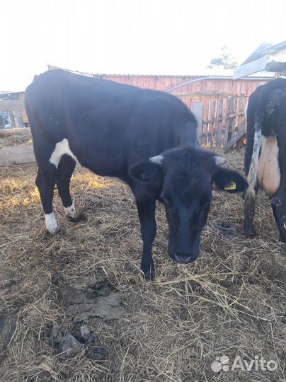 Продам тёлочку