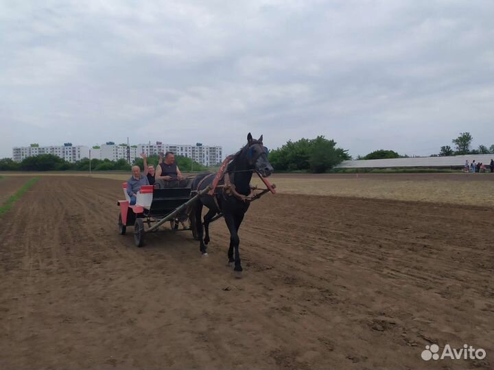 Катание на лошадях карета и лошадь для фотосессии