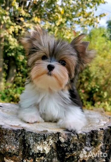 Бивер мальчик