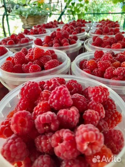 Ягода Малина