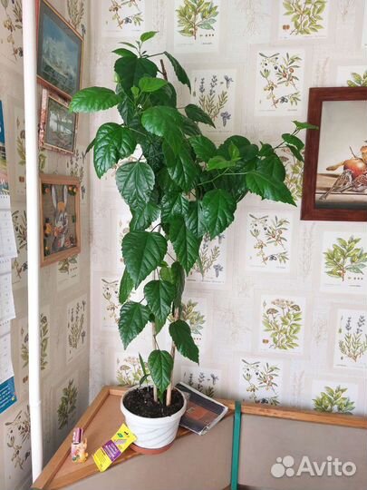 Сортовые гибискусы