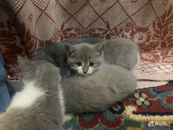 Шотландские котята