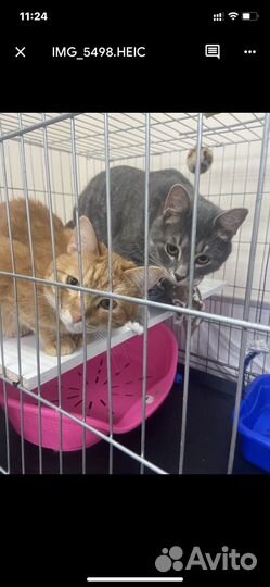 Два красивых котика ищут дом