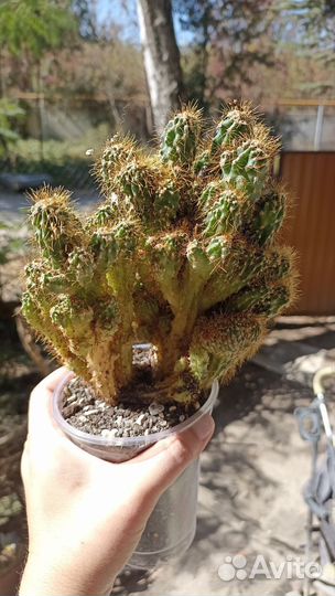 Кактусы и суккуленты