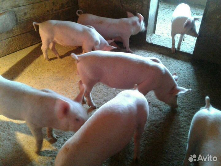 Поросята крупная белая
