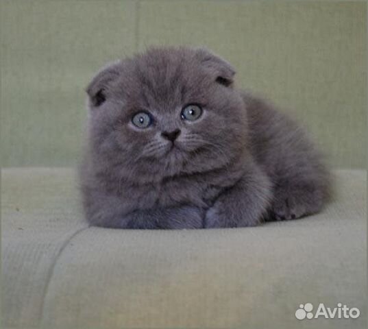 Британский котенок вислоухий голубой объявление продам