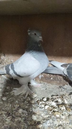 Ленинаканские голуби. Армянская Птица