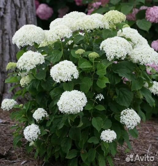 Гортензия древовидная анабель