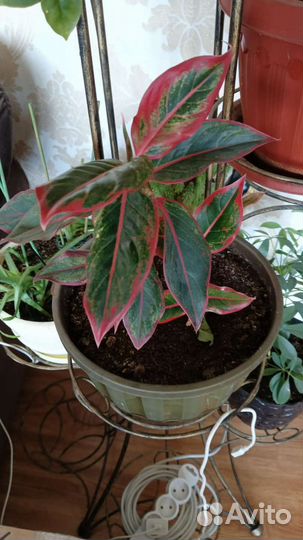 Комнатные цветы