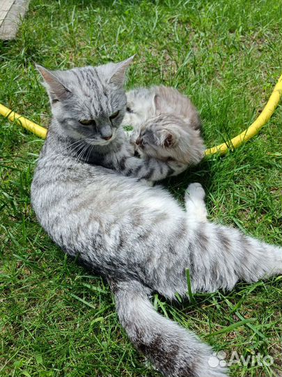 Котик и кошечка, 2 мес