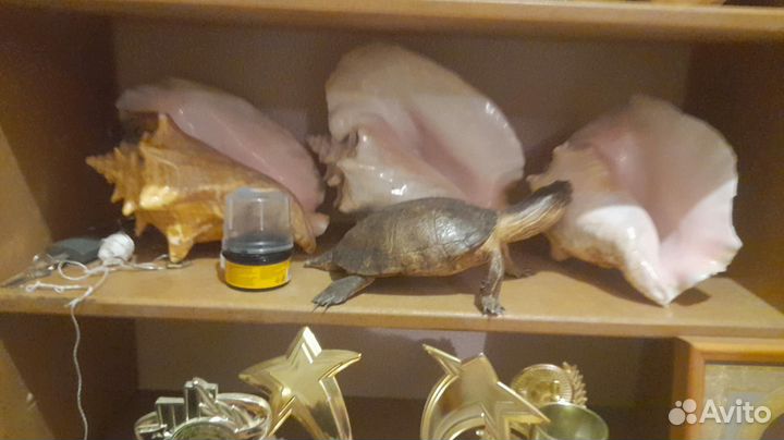 Ракушки
