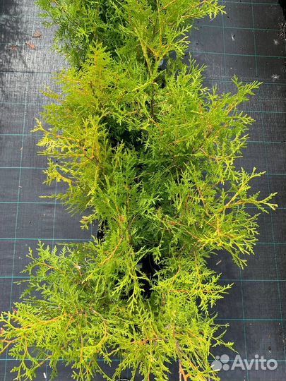 Туя брабант даника