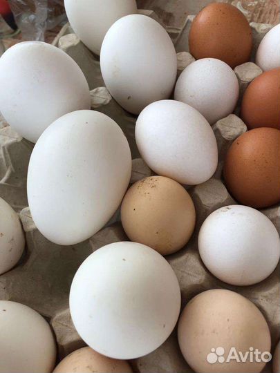 Привезу огурцы на заказ