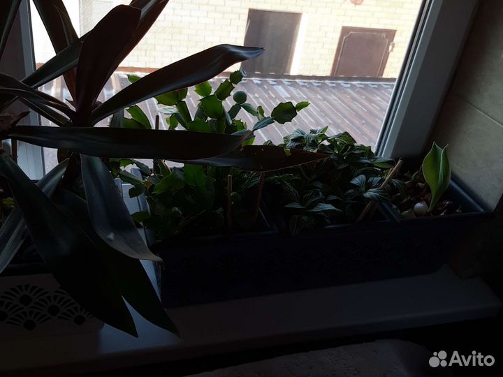 Комнатные растения