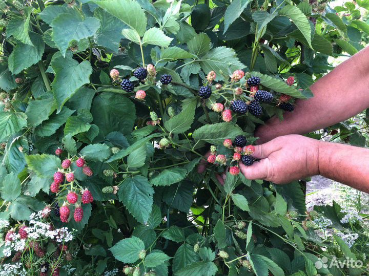 Саженцы Ежевика Бзежина и Полар