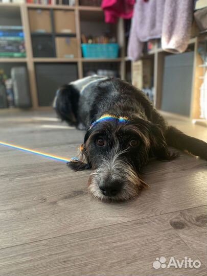 Выгульщик собак