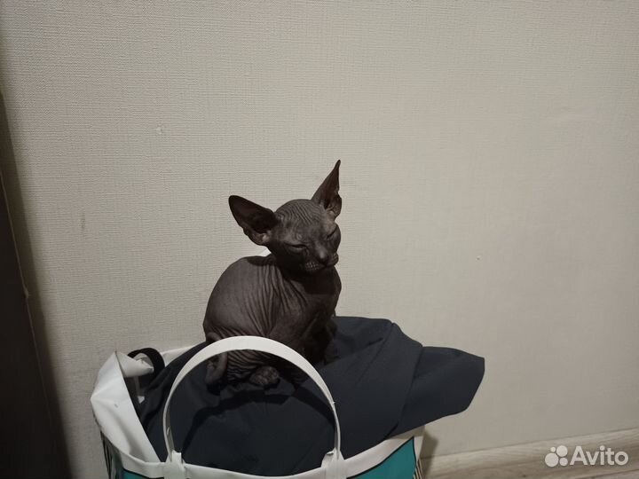 Кошка Сфинкс