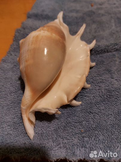 Ракушка Лямбис скорпиус