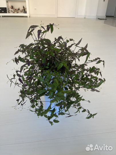 Традесканция. Сорт 