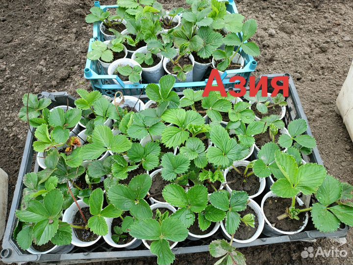 Рассада сортовой клубники