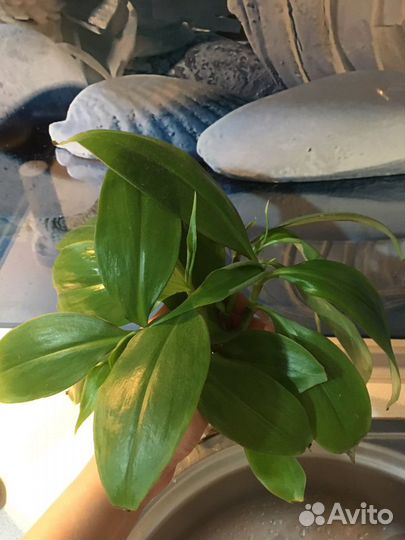 Кампелия занония