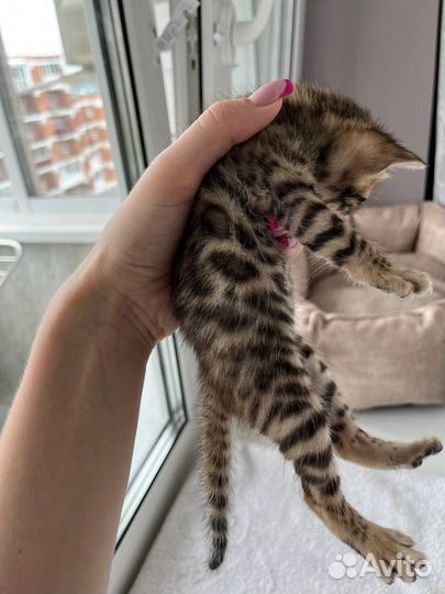 Бенгальские котята