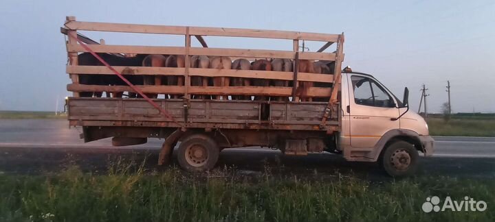 Кобылки.жеребецкобылы