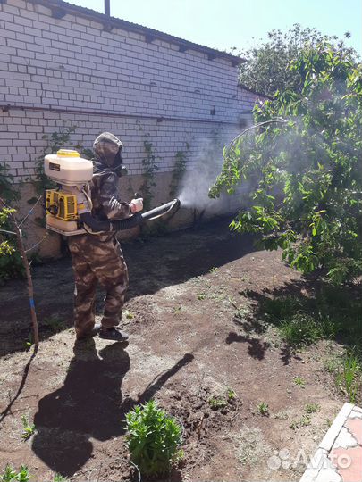 Уничтожение клопов тараканов блох муравьев клещей