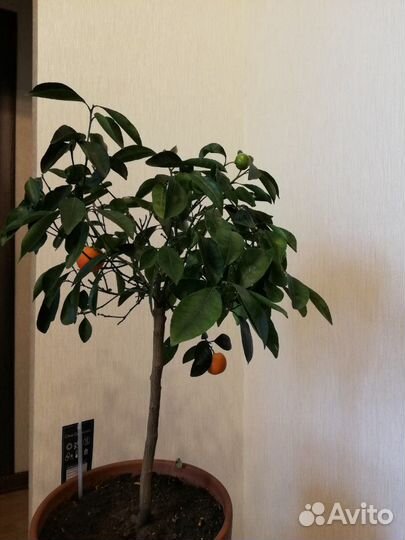 Мандаринчик