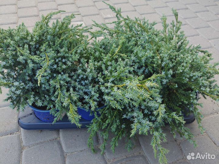 Можжевельник блю карпет