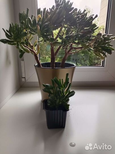 Домашние растения