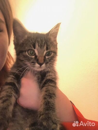 Кот в добрые руки