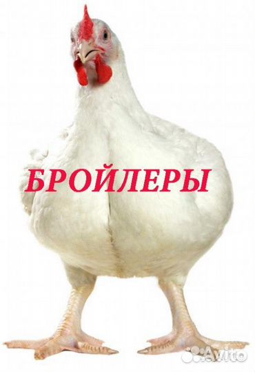 Индюшата подр.Бройлер 15.08,несушки,утята