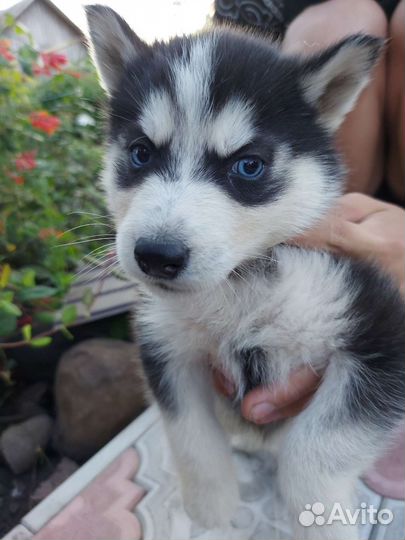 Щенки сибирской хаски